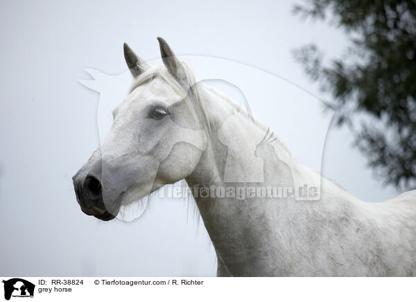 Schimmel / grey horse / RR-38824