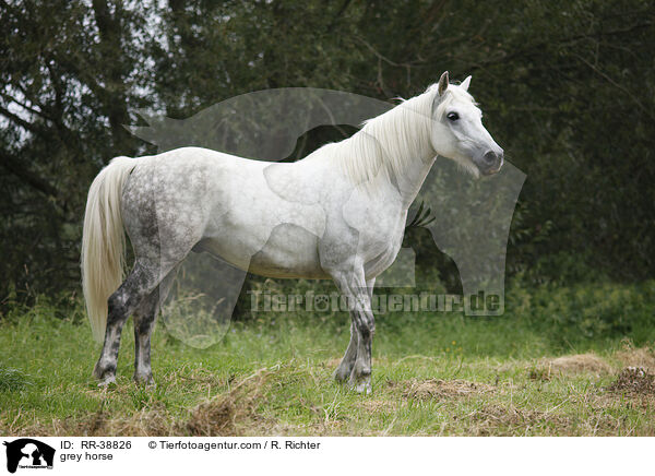Schimmel / grey horse / RR-38826