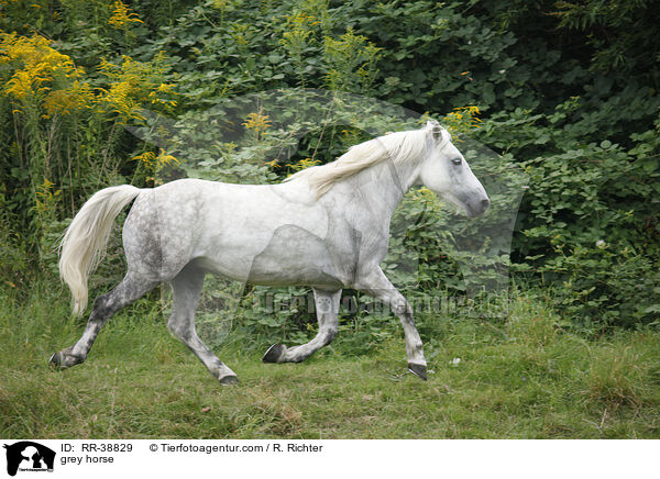 Schimmel / grey horse / RR-38829