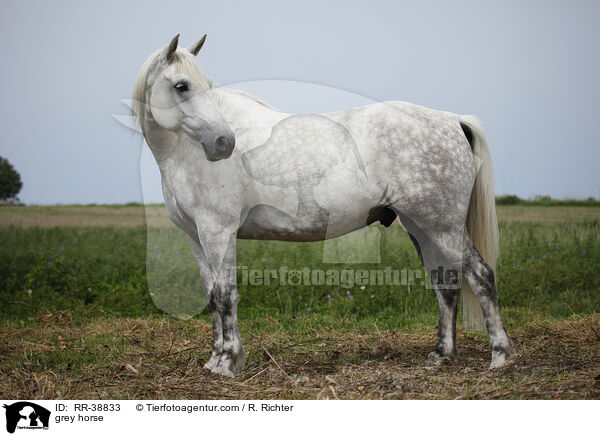 Schimmel / grey horse / RR-38833