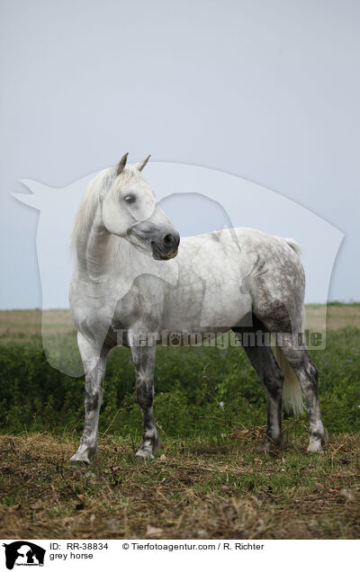 Schimmel / grey horse / RR-38834