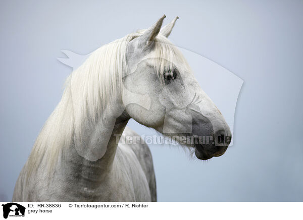 Schimmel / grey horse / RR-38836