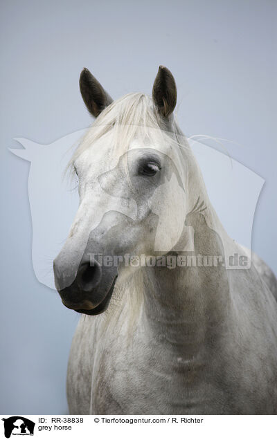 Schimmel / grey horse / RR-38838