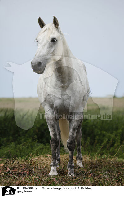 Schimmel / grey horse / RR-38839