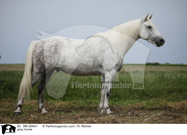 Schimmel / grey horse / RR-38841
