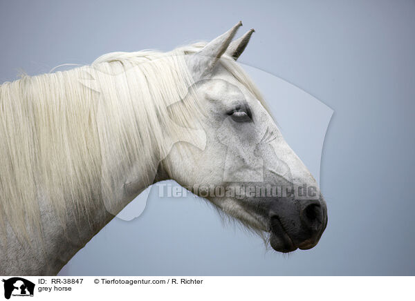 Schimmel / grey horse / RR-38847