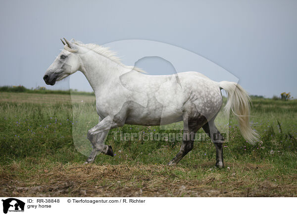 Schimmel / grey horse / RR-38848
