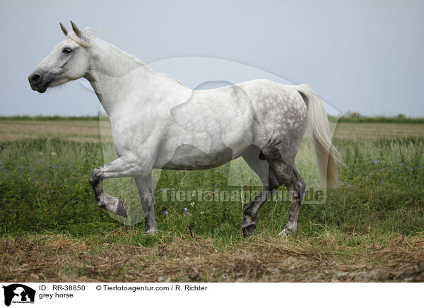 Schimmel / grey horse / RR-38850