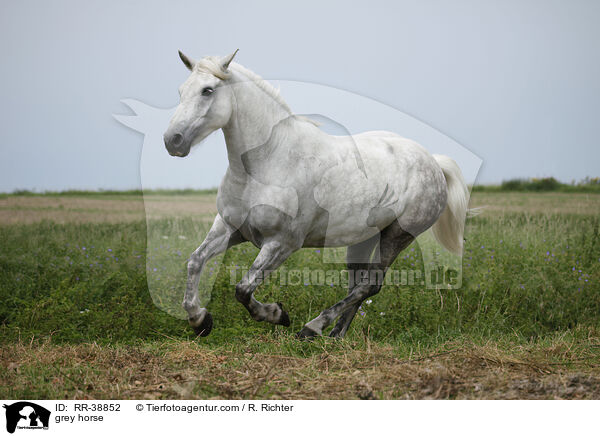 Schimmel / grey horse / RR-38852
