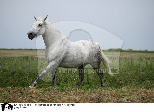 Schimmel / grey horse / RR-38856