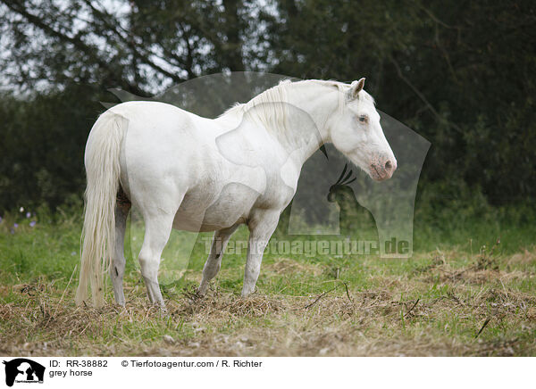 grey horse / RR-38882