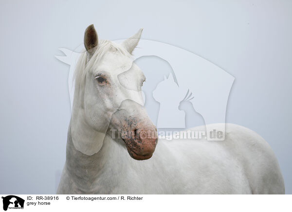 grey horse / RR-38916