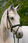 white horse