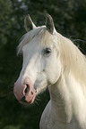 white horse head
