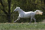 running white horse