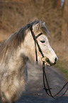 Pony Portrait