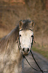 Pony Portrait