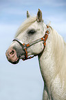 white Horse Portrait