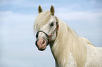 white Horse Portrait