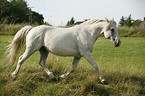 trotting white horse