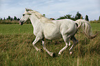 running white horse