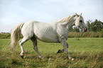 trotting white horse