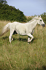 trotting white horse