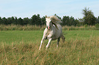 running white horse