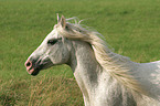 white horse portrait