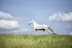 white horse