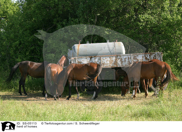 Pferdeherde / herd of horses / SS-05113