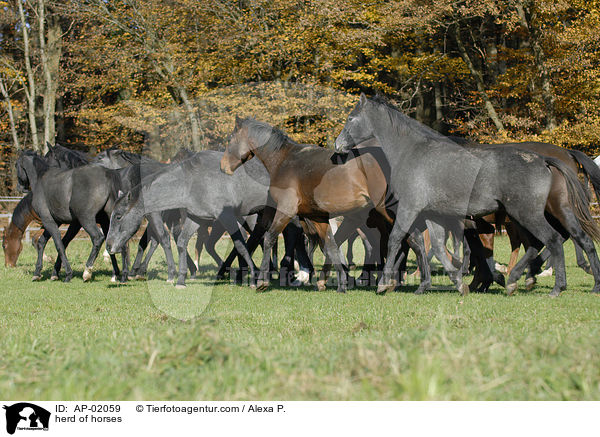 herd of horses / AP-02059