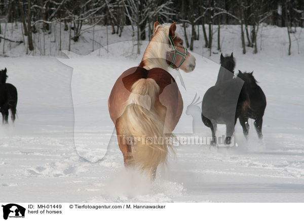 Pferdeherde / herd of horses / MH-01449