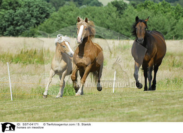 horses on meadow / SST-04171