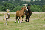 horses on meadow