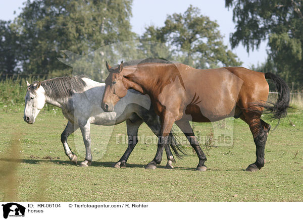 horses / RR-06104