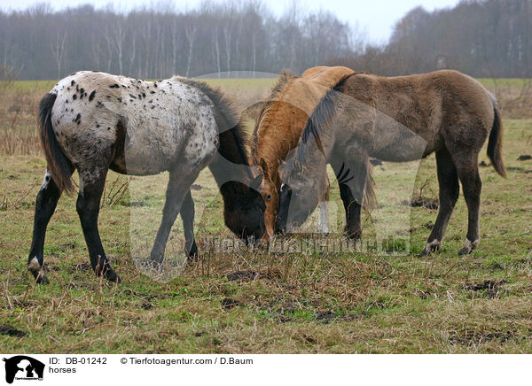 Pferde auf der Weide / horses / DB-01242