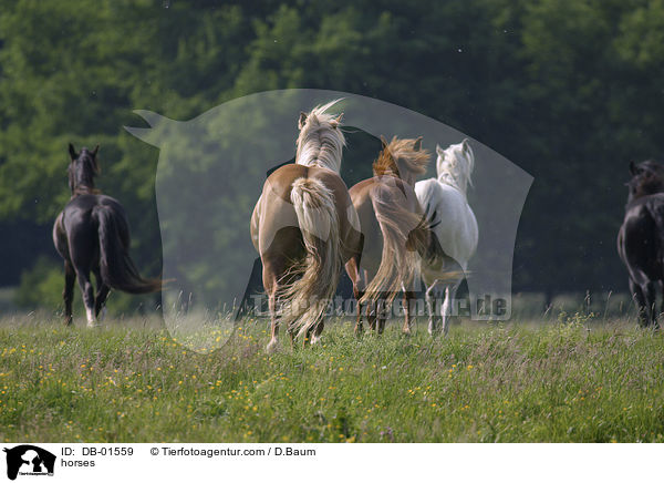 Pferde auf der Weide / horses / DB-01559