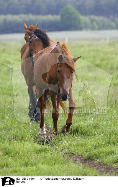 Pferde auf der Weide / horses / DB-01564