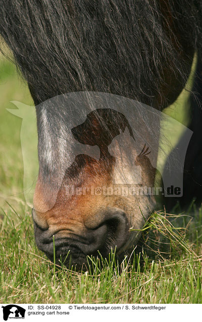 grasendes Altmrker Kaltblut / grazing cart horse / SS-04928
