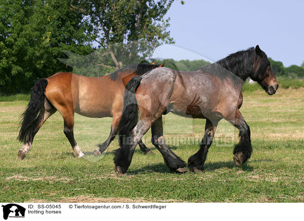 trabende Pferde / trotting horses / SS-05045