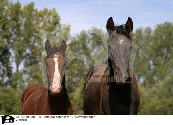 2 Pferde im Portrait / 2 horses / SS-05058