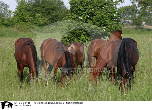 Pferdeherde / herd of horses / SS-05145