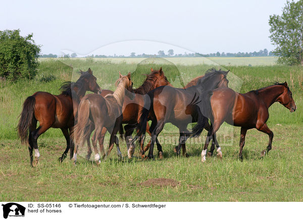 Pferdeherde / herd of horses / SS-05146