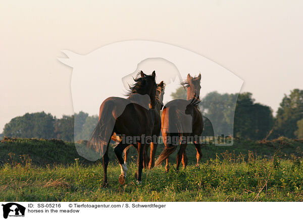 Pferde auf der Weide / horses in the meadow / SS-05216