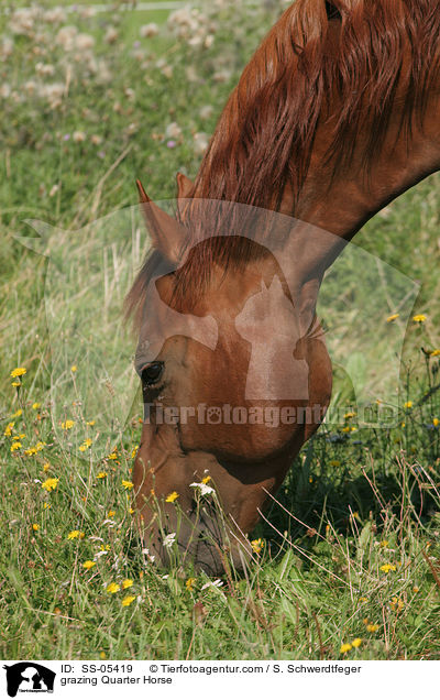 grasendes Quarter Horse / grazing Quarter Horse / SS-05419