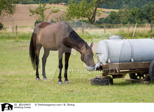 Pferd an der Trnke / drinking horse / BD-00607