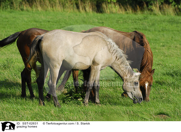 grasende Pferde / grazing horses / SST-02631