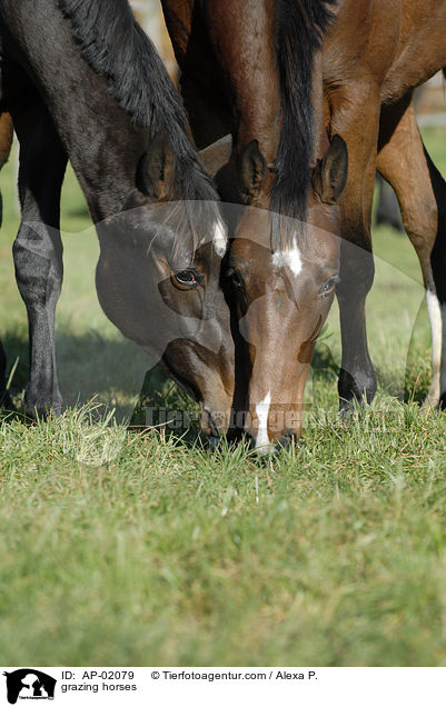 grasende Pferde / grazing horses / AP-02079