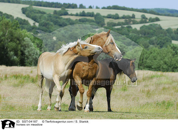 Pferde auf der Weide / horses on meadow / SST-04187